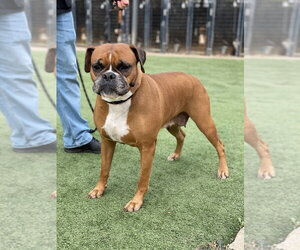 Boxer Dogs for adoption in Austin, TX, USA