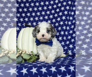 Shih-Poo Puppy for sale in GORDONVILLE, PA, USA