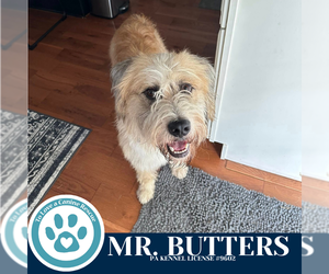 Mutt Dogs for adoption in Kimberton, PA, USA