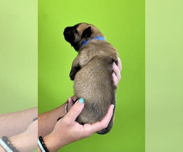 Medium Photo #2 Belgian Malinois Puppy For Sale in S CHARLESTON, WV, USA