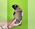 Small Photo #27 Belgian Malinois Puppy For Sale in S CHARLESTON, WV, USA