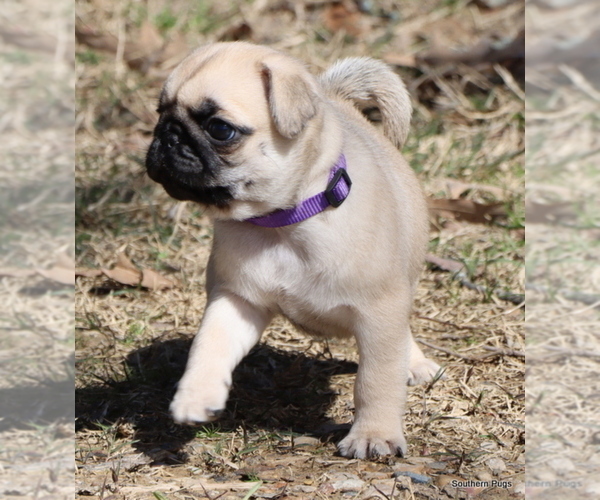 Medium Photo #29 Pug Puppy For Sale in WINNSBORO, TX, USA