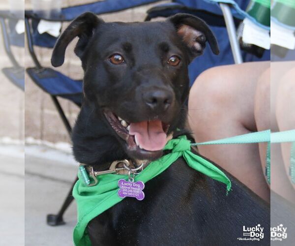 Medium Photo #3 Labrador Retriever-Unknown Mix Puppy For Sale in Washington, DC, USA