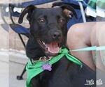 Small #2 Labrador Retriever Mix