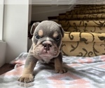 Small Photo #2 Bulldog Puppy For Sale in COVINGTON, WA, USA