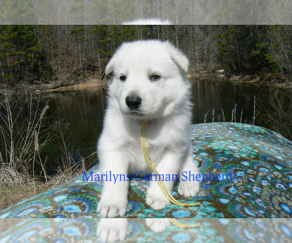 Medium Photo #4 German Shepherd Dog Puppy For Sale in PIEDMONT, MO, USA