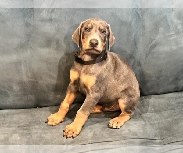 Medium Photo #2 Doberman Pinscher Puppy For Sale in DUBLIN, TX, USA