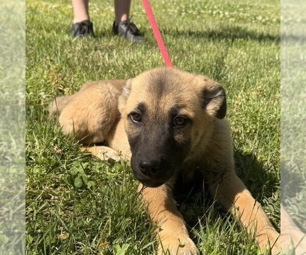 Medium Photo #1 German Shepherd Dog-Great Pyrenees Mix Puppy For Sale in Yardley, PA, USA