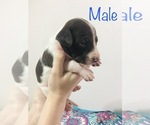 Small #6 Border Collie-German Shorthaired Pointer Mix