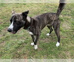 Small #4 Akita-Border Collie Mix