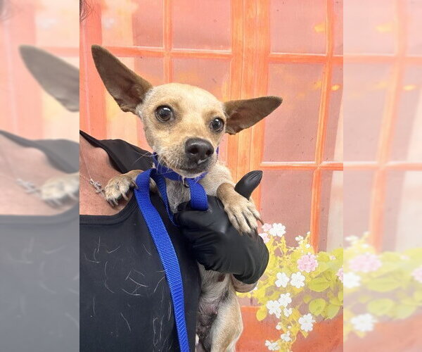 Medium Photo #1 Chihuahua Puppy For Sale in San Bernardino, CA, USA