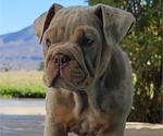Small Photo #18 English Bulldog Puppy For Sale in HESPERIA, CA, USA