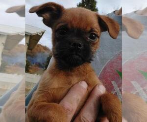 Griffonshire Puppy for sale in CENTRAL POINT, OR, USA