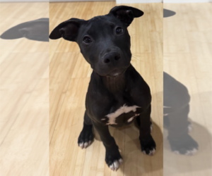 American Pit Bull Terrier-Labrador Retriever Mix Dogs for adoption in Holly Springs, NC, USA