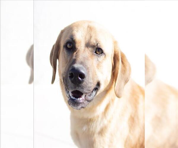 Medium Photo #2 Labrador Retriever-Unknown Mix Puppy For Sale in Tracy, CA, USA