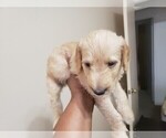 Small Photo #13 Labradoodle Puppy For Sale in SAN ANTONIO, TX, USA