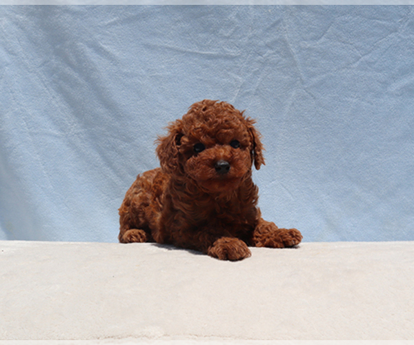 Medium Photo #2 Poodle (Toy) Puppy For Sale in LOS ANGELES, CA, USA