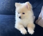 Small #4 Pomeranian