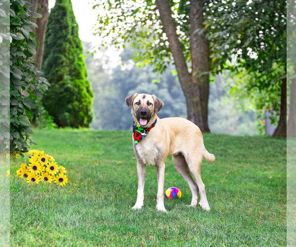 Medium Photo #6 Anatolian Shepherd Puppy For Sale in Unionville, PA, USA