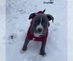 Small Photo #2 American Pit Bull Terrier-Unknown Mix Puppy For Sale in Belleville, MI, USA