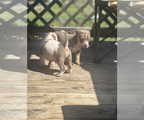 Medium Photo #4 American Bully Puppy For Sale in GLASSPORT, PA, USA