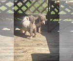 Small #3 American Bully