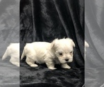 Small Photo #2 Maltipoo Puppy For Sale in AVE MARIA, FL, USA
