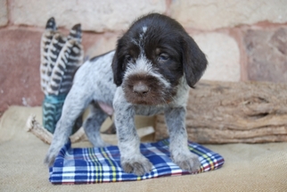 Wirehaired Pointing Griffon Puppy for sale in Lititz, PA, USA