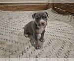 Puppy Puppy 7 American Bully