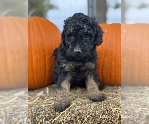 Medium Photo #5 Bernedoodle (Miniature) Puppy For Sale in LONGMONT, CO, USA