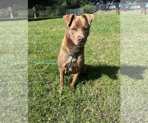 Medium Photo #1 Labrador Retriever-Unknown Mix Puppy For Sale in Front Royal, VA, USA