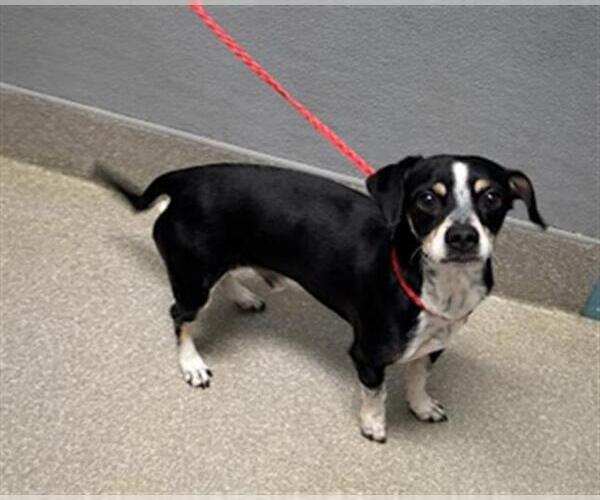 Medium Photo #1 Chihuahua-Unknown Mix Puppy For Sale in Las Vegas, NV, USA