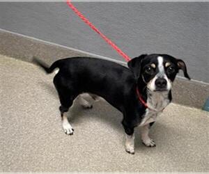 Chihuahua-Unknown Mix Dogs for adoption in Las Vegas, NV, USA