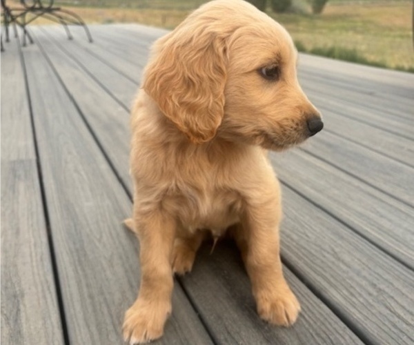 Medium Photo #2 Goldendoodle Puppy For Sale in PLATTEVILLE, CO, USA