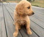 Small #1 Goldendoodle