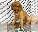 Small #2 Golden Retriever