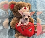 Small Photo #8 Chihuahua Puppy For Sale in SHERMAN, TX, USA