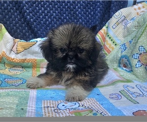 Shih Apso-Shih Tzu Mix Puppy for sale in WALSH, IL, USA