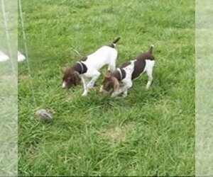 German Shorthaired Pointer Puppy for sale in ODELL, IL, USA
