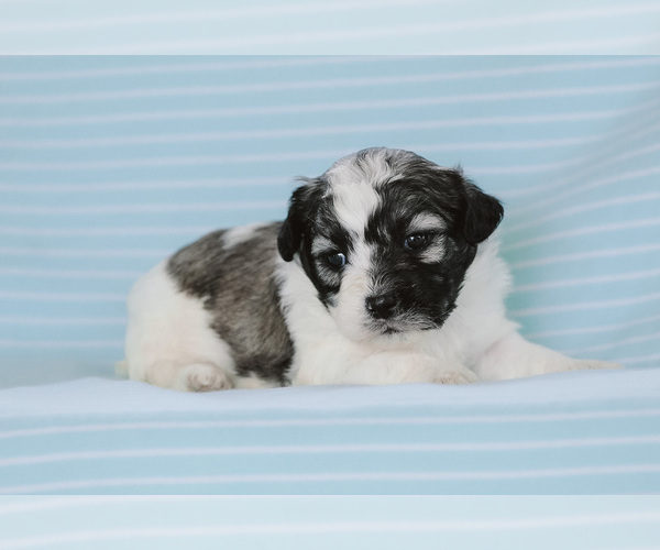 Medium Photo #2 Zuchon Puppy For Sale in ELKTON, KY, USA