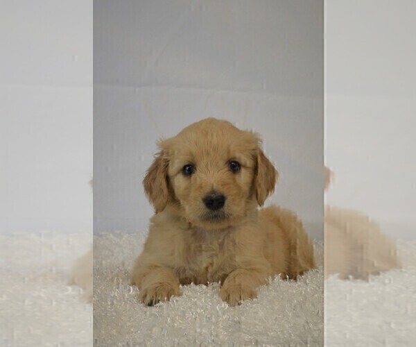Medium Photo #1 Goldendoodle Puppy For Sale in LIVE OAK, FL, USA