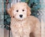 Small Photo #1 Goldendoodle (Miniature) Puppy For Sale in MOUNT VERNON, OH, USA