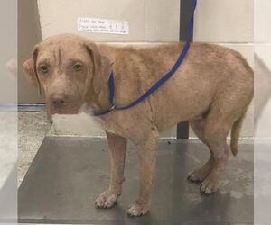 Mutt Dogs for adoption in Conroe, TX, USA