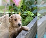 Small Photo #5 Goldendoodle Puppy For Sale in EL MIRAGE, AZ, USA