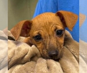 Chihuahua Dogs for adoption in Mukwonago, WI, USA