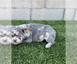 French Bulldog Puppy for sale in ENCINO, CA, USA