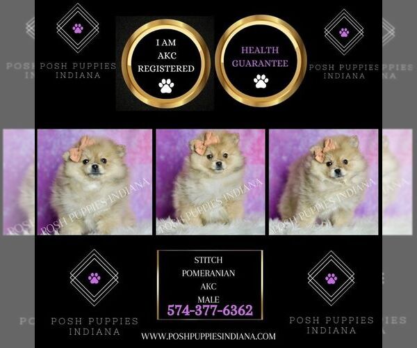 Medium Photo #77 Pomeranian Puppy For Sale in WARSAW, IN, USA