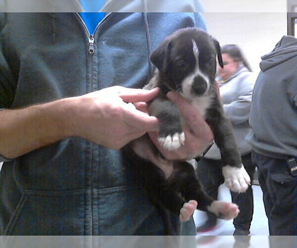 Medium Photo #1 Labrador Retriever-Unknown Mix Puppy For Sale in Fayetteville, NC, USA