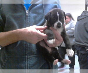 Labrador Retriever-Unknown Mix Dogs for adoption in Fayetteville, NC, USA