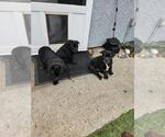 Small Photo #12 Bulldog Puppy For Sale in OXNARD, CA, USA